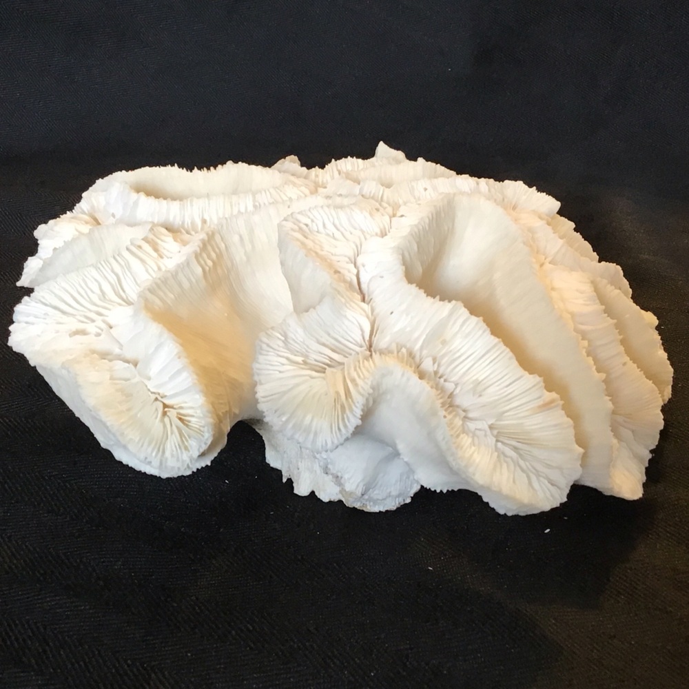 Authentic White Brain Coral Specimen - Picture 4 of 9